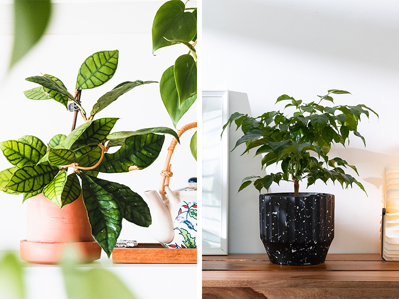 10-Things-You-Need-To-Know-Plant-Parent-Design-Pataki