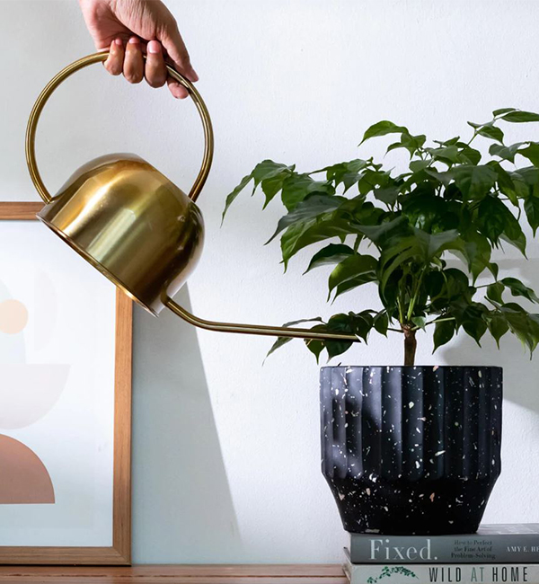 10-Things-You-Need-To-Know-Plant-Parent-Design-Pataki