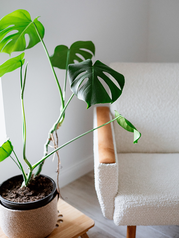 10-Hard-To-Kill-Plants-Design-Pataki