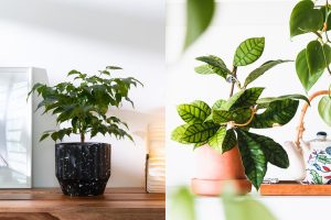 10 Hard To Kill Plants