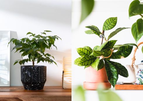 10-Hard-To-Kill-Plants-Design-Pataki