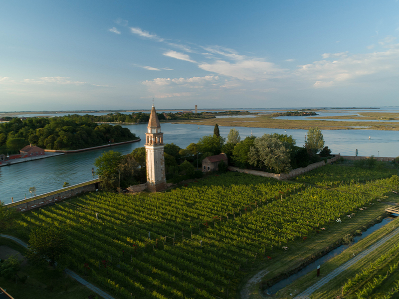 A vineyard resilient to salt and flood for centuries, producing the rare and singular Dorona di Venezia wine found nowhere else in the world. (Image Credit: Venissa)