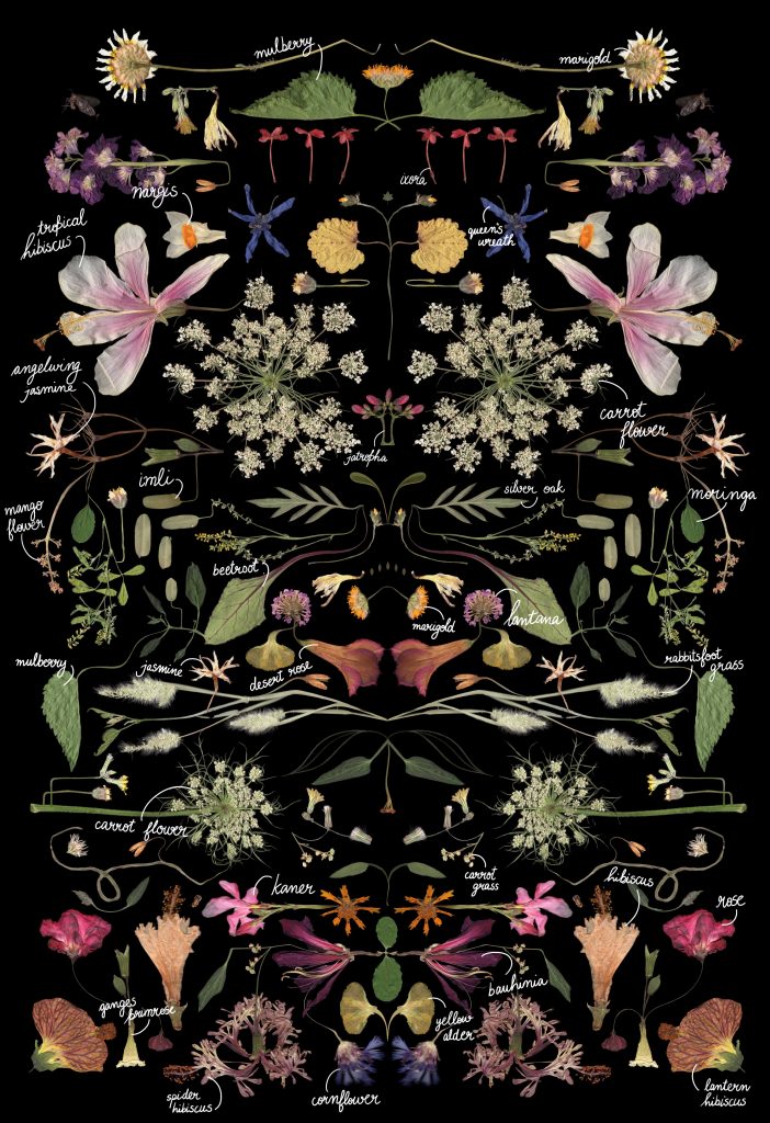 Abundance (Annotated) in its original scanned and layered form, showcasing 40 native plant species from the Aravalis. (Image Courtesy: Kaanchi Chopra)