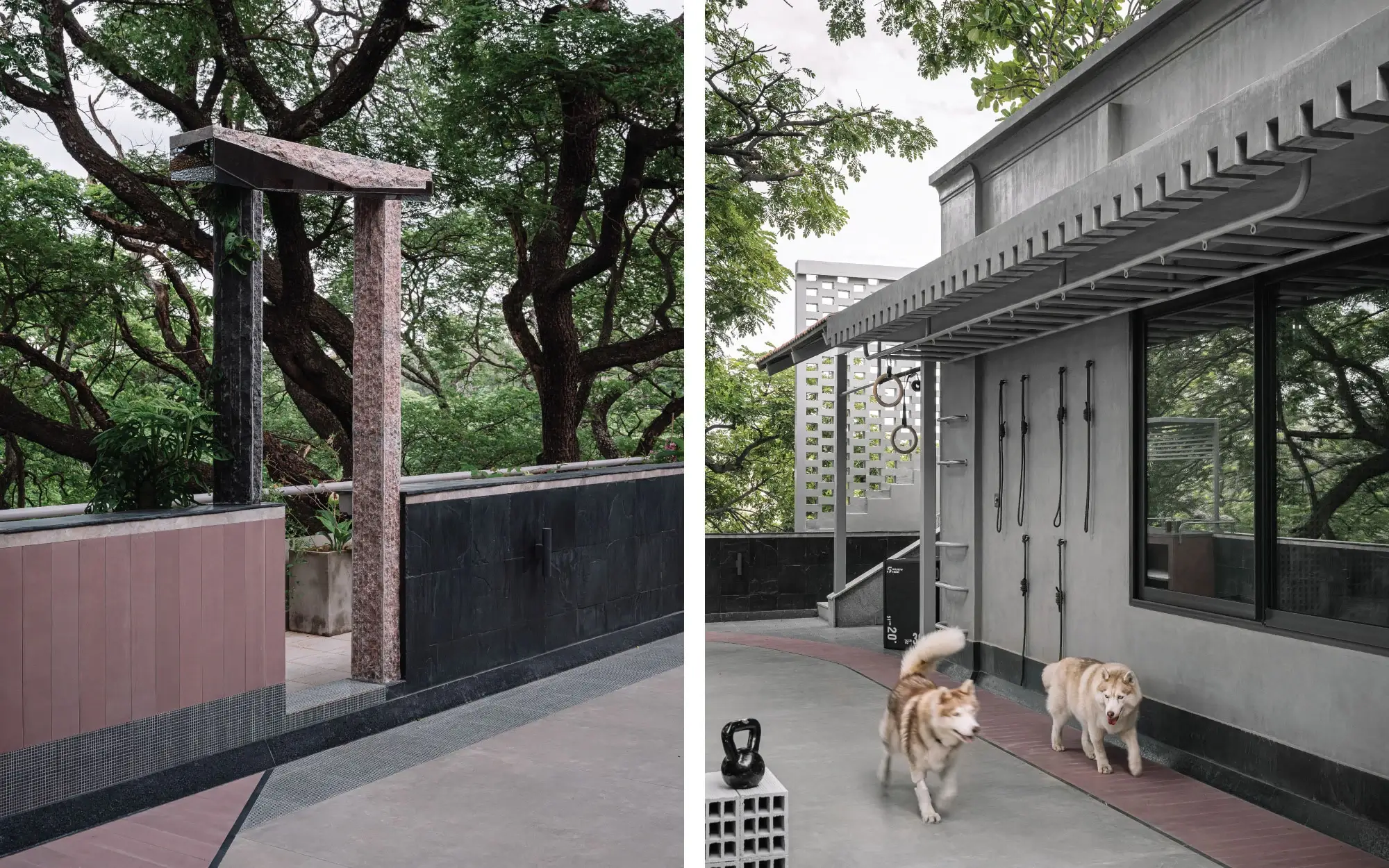 Left: A concealed secondary entrance dissolves into the extended terrace, where textured stone and glass ripple gently between indoors and out. Right: The Huskies, trying to determine whether life’s true purpose lies in zoomies, mischief, or an afternoon nap in the sun. (Image Credits: Ishita Sitwala)