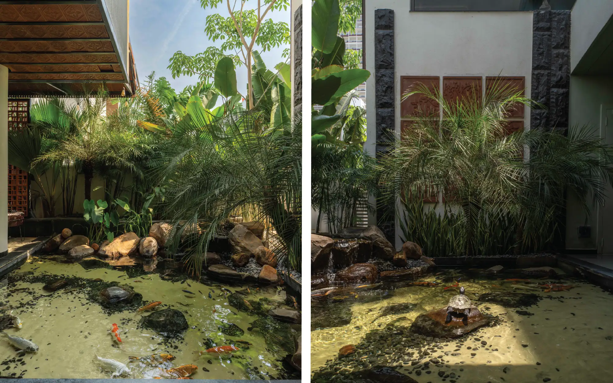 Left: Koi fish inhabit the shallow waters, introducing movement and biodiversity. Right: A gentle cascade feeds the koi pond, while a turtle basks atop a sunlit boulder. (Image credits: Ricken Desai)