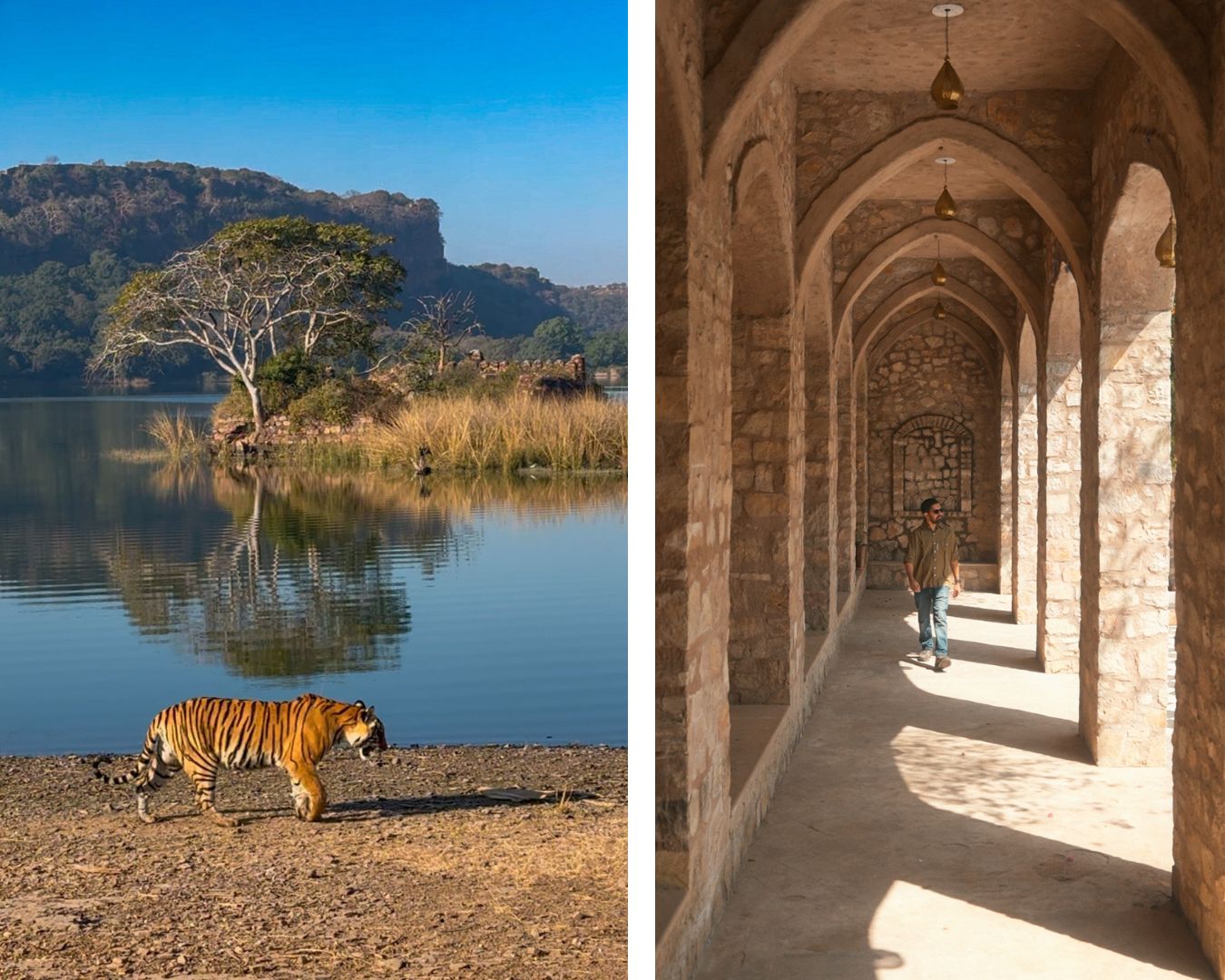 jungles of Ranthambore